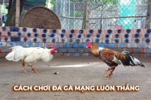 Bí Kíp Cách Chơi Đá Gà Sabong Tại Oppa888 Đỉnh Cao Nhận Thưởng Khủng
