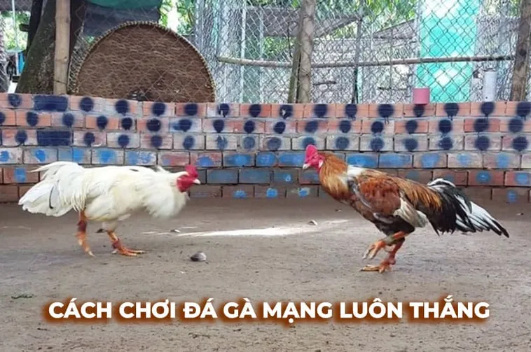 Bí Kíp Cách Chơi Đá Gà Sabong Tại Oppa888 Đỉnh Cao Nhận Thưởng Khủng 1 Bí Kíp Cách Chơi Đá Gà Sabong Tại Oppa888 Đỉnh Cao Nhận Thưởng Khủng