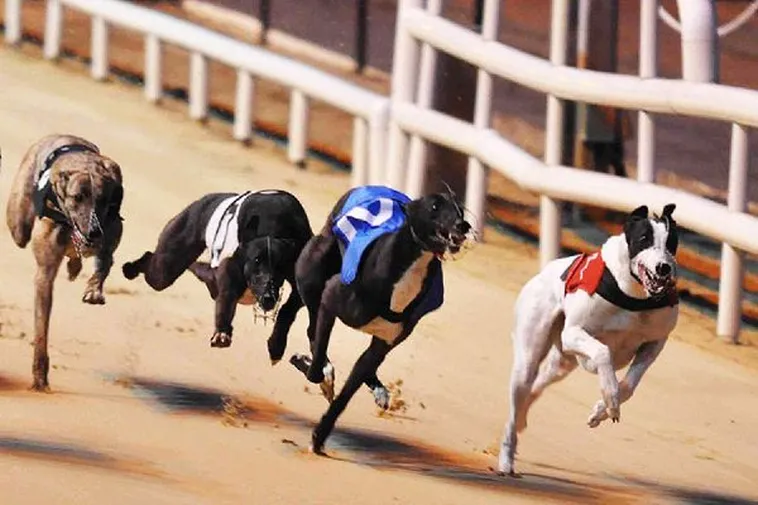 Cách Chơi Game Nhanh Đua Chó Tại Oppa888 Cực Hấp Dẫn 1 Cách Chơi Game Nhanh Đua Chó Tại Oppa888 Cực Hấp Dẫn