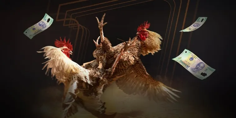 Đá Gà Oppa888 1 Trải Nghiệm Đá Gà Oppa888 Kịch Tính Sôi Động Đẳng Cấp Nhất Châu Á